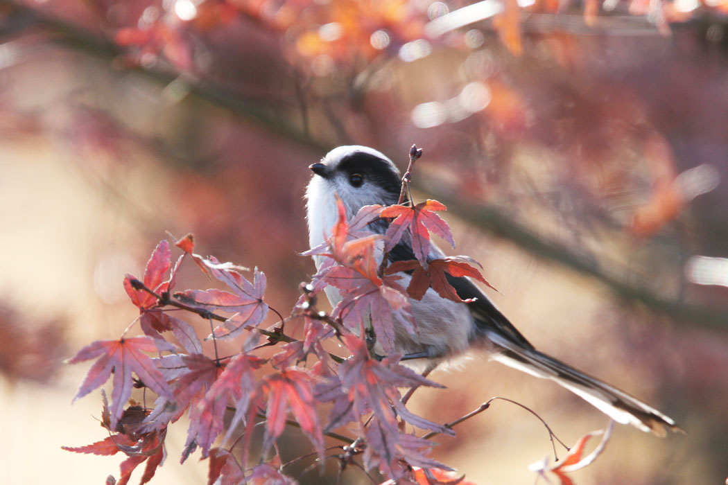 冬の相模原公園　エナガの群れによく出会います　かわいいね